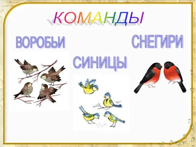 ВОРОБЬИ СИНИЦЫ СНЕГИРИ КОМАНДЫ