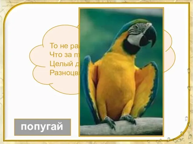 То не радуга, не пламя! Что за птица? Угадай! Целый день болтает с нами Разноцветный...