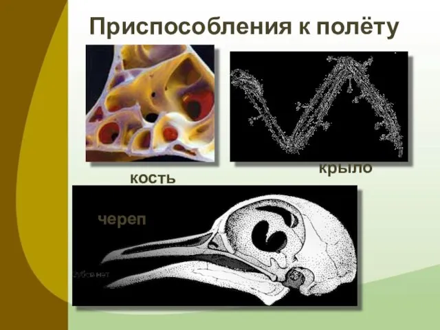 Приспособления к полёту кость череп крыло
