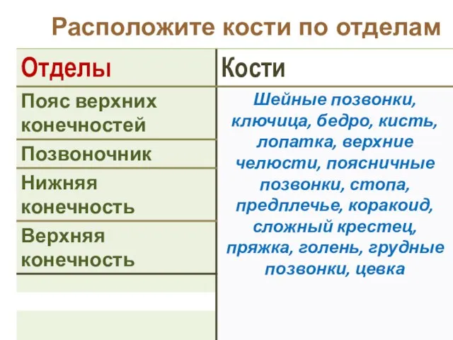 Расположите кости по отделам