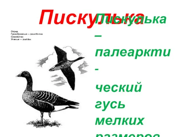 Пискулька Отряд Гусеобразные — Anseriformes Семейство Утиные — Anatidae Пискулька – палеаркти- ческий гусь мелких размеров.