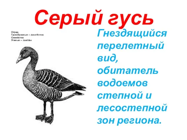 Серый гусь Отряд Гусеобразные — Anseriformes Семейство Утиные — Anatidae Гнездящийся перелетный