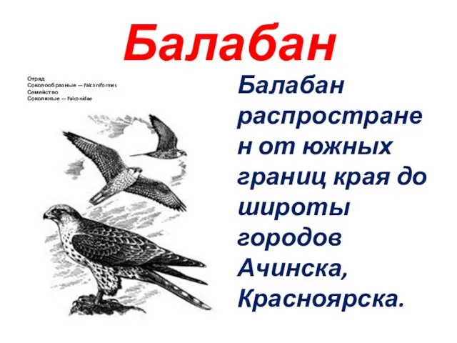 Балабан Отряд Соколообразные — Falconiformes Семейство Соколиные — Falconidae Балабан распространен от