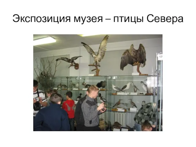 Экспозиция музея – птицы Севера