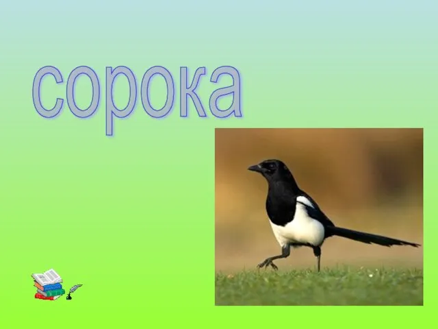 сорока