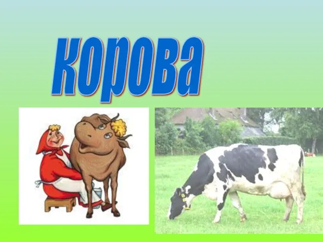 корова