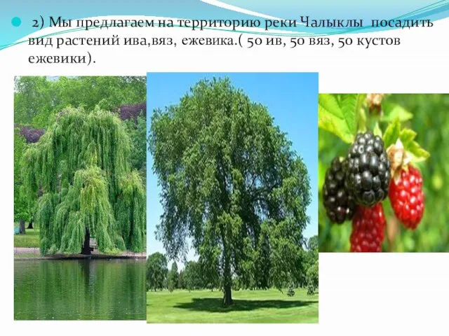 2) Мы предлагаем на территорию реки Чалыклы посадить вид растений ива,вяз, ежевика.(