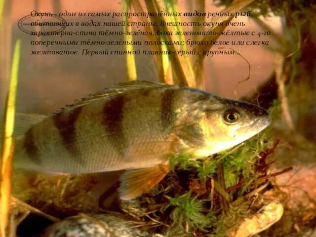Окунь Окунь - один из самых распространённых видов речных рыб, обитающих в