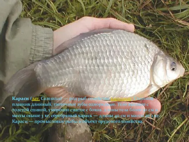 Караси (лат. Carassius) — род рыб семейства карповых. Спинной плавник длинный, глоточные