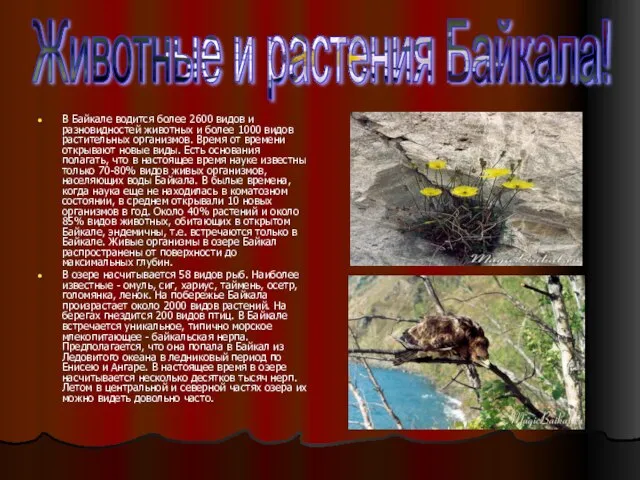 Животные и растения Байкала! В Байкале водится более 2600 видов и разновидностей