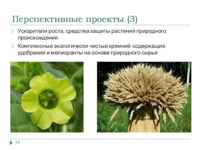 Перспективные проекты (3) Ускорители роста, средства защиты растений природного происхождения Комплексные экологически