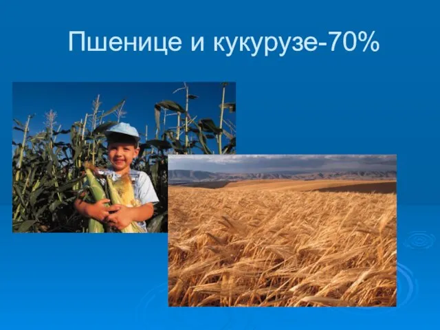 Пшенице и кукурузе-70%