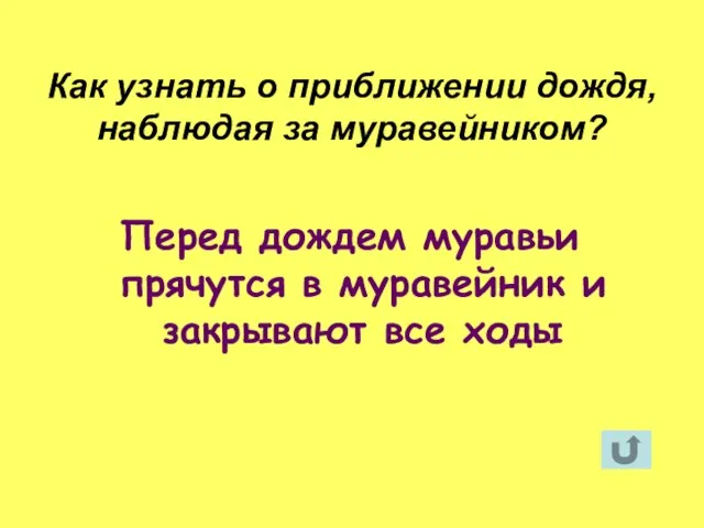 Перед дождем муравьи прячутся в муравейник и закрывают все ходы Как узнать