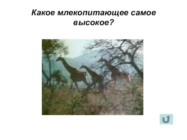 Какое млекопитающее самое высокое?