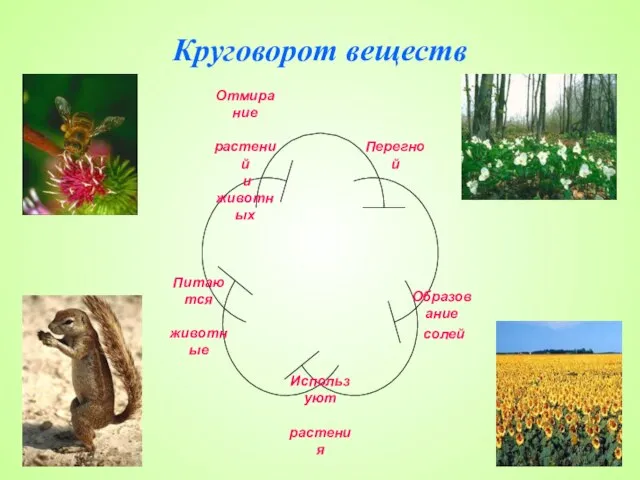 Круговорот веществ