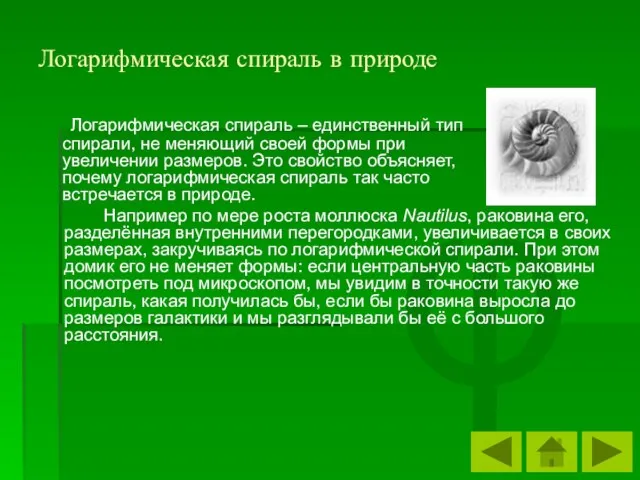 φ Логарифмическая спираль в природе Логарифмическая спираль – единственный тип спирали, не