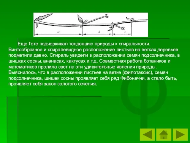 φ Еще Гете подчеркивал тенденцию природы к спиральности. Винтообразное и спиралевидное расположение