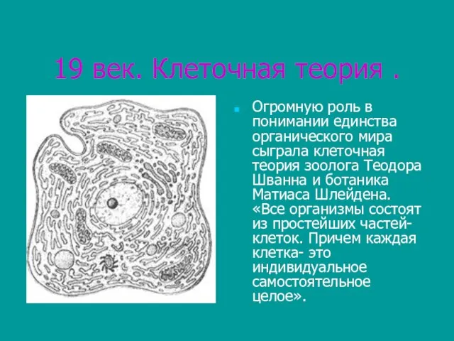 19 век. Клеточная теория . Огромную роль в понимании единства органического мира