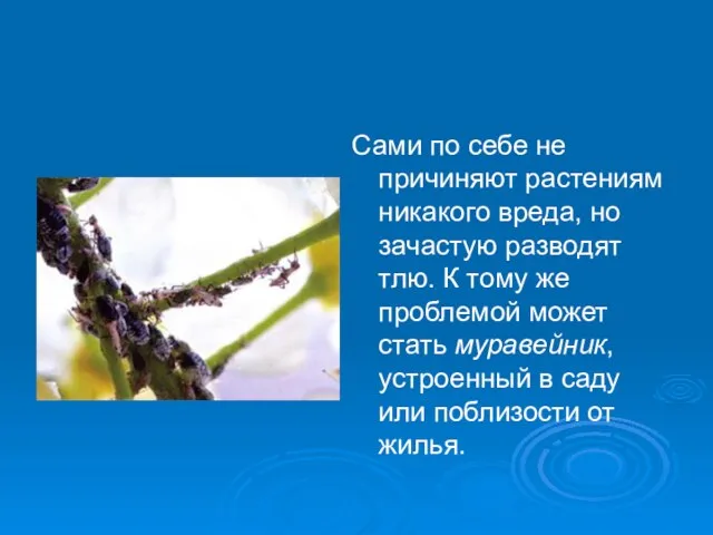 Сами по себе не причиняют растениям никакого вреда, но зачастую разводят тлю.