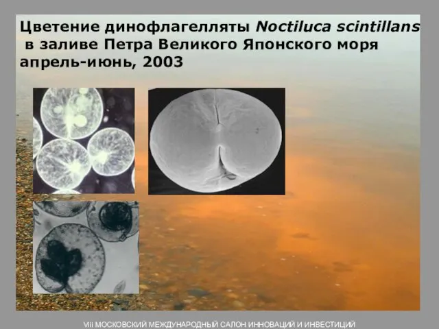 Цветение динофлагелляты Noctiluca scintillans в заливе Петра Великого Японского моря апрель-июнь, 2003