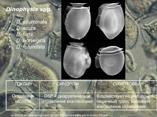 Dinophysis spp. D. acuminata D. acuta D. fortii D. norvegica D. rotundata