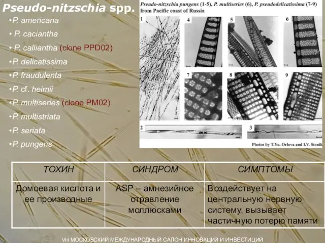 Pseudo-nitzschia spp. Viii МОСКОВСКИЙ МЕЖДУНАРОДНЫЙ САЛОН ИННОВАЦИЙ И ИНВЕСТИЦИЙ P. americana P.