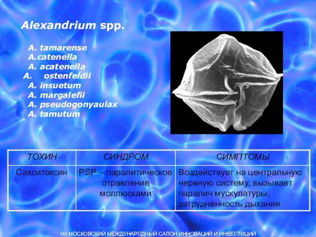 Alexandrium spp. A. tamarense A.catenella A. acatenella ostenfeldii A. insuetum A. margalefii