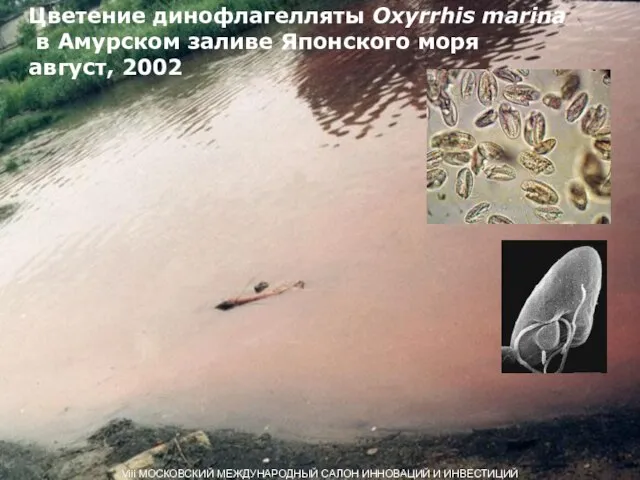Цветение динофлагелляты Oxyrrhis marina в Амурском заливе Японского моря август, 2002 Viii