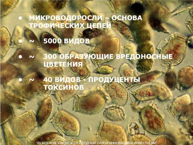 МИКРОВОДОРОСЛИ – ОСНОВА ТРОФИЧЕСКИХ ЦЕПЕЙ ~ 5000 ВИДОВ ~ 300 ОБРАЗУЮЩИЕ ВРЕДОНОСНЫЕ