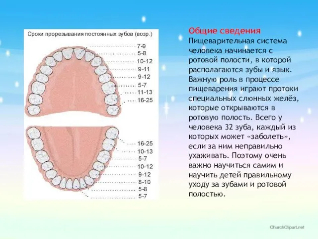 Общие сведения Пищеварительная система человека начинается с ротовой полости, в которой располагаются