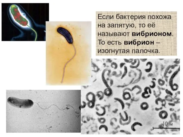 Если бактерия похожа на запятую, то её называют вибрионом. То есть вибрион – изогнутая палочка.