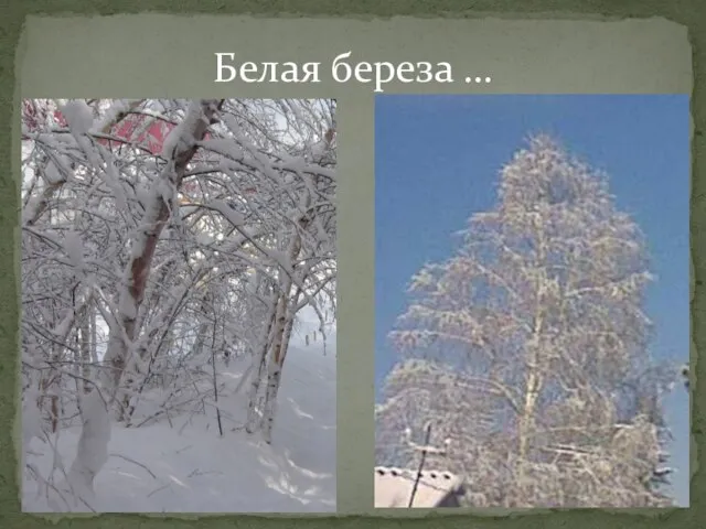 Белая береза …