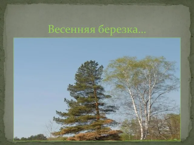 Весенняя березка…