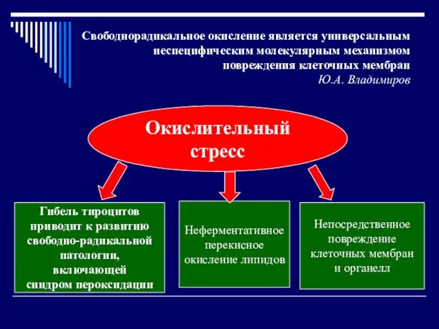 Свободнорадикальное окисление является универсальным неспецифическим молекулярным механизмом повреждения клеточных мембран Ю.А. Владимиров