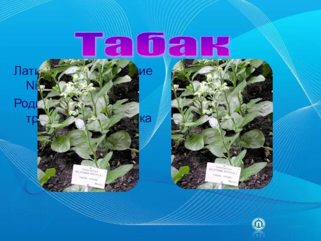 Латинское его название Nicotiana tabacum. Родина табака –тропическая Америка Табак