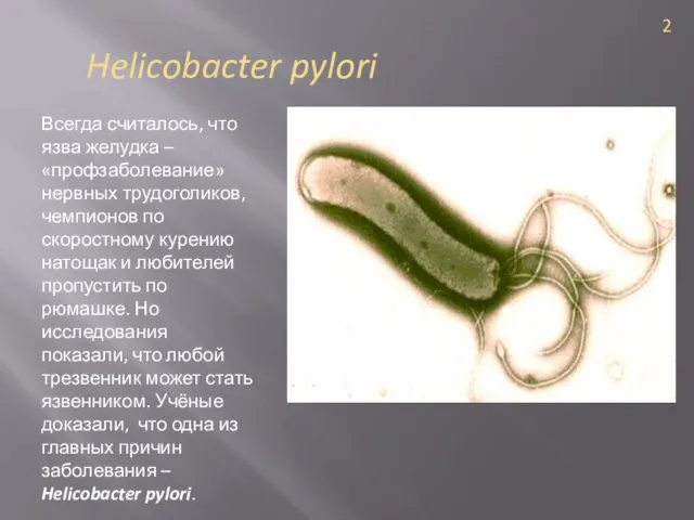 Helicobacter pylori Всегда считалось, что язва желудка – «профзаболевание» нервных трудоголиков, чемпионов