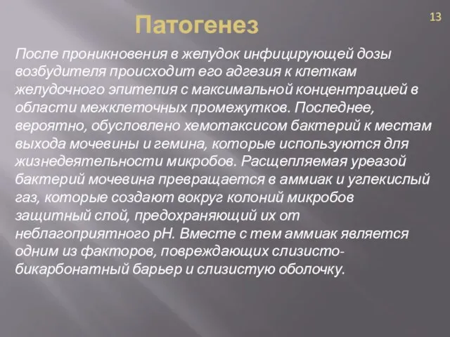 После проникновения в желудок инфицирующей дозы возбудителя происходит его адгезия к клеткам