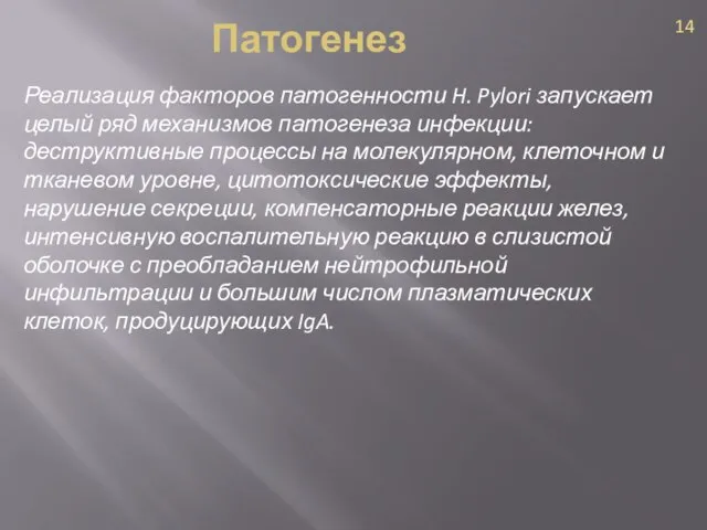 Реализация факторов патогенности H. Pylori запускает целый ряд механизмов патогенеза инфекции: деструктивные