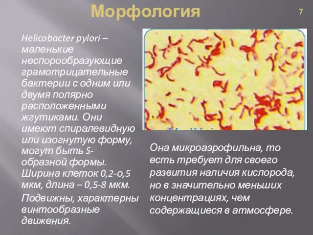 Морфология Helicobacter pylori – маленькие неспорообразующие грамотрицательные бактерии с одним или двумя