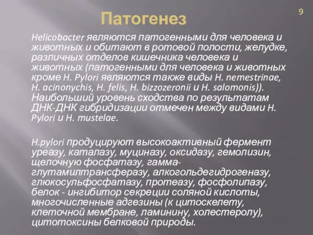 Патогенез Helicobacter являются патогенными для человека и животных и обитают в ротовой