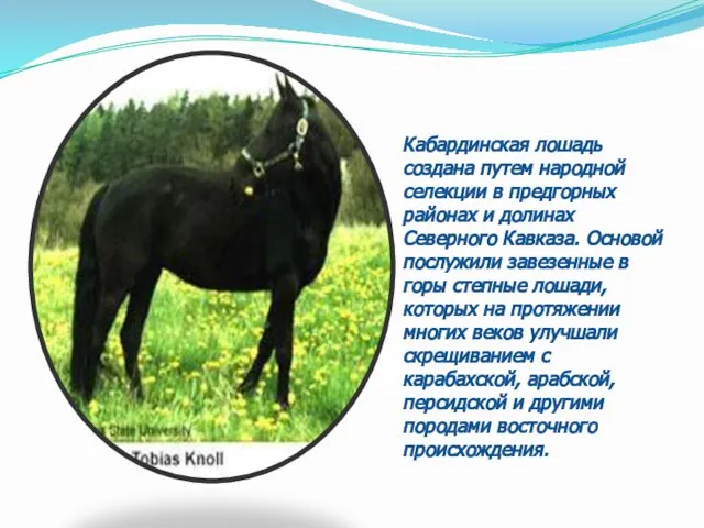 Кабардинская лошадь создана путем народной селекции в предгорных районах и долинах Северного