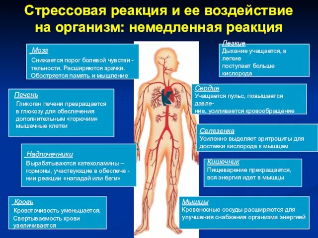 Стрессовая реакция и ее воздействие на организм: немедленная реакция Мозг Снижается порог