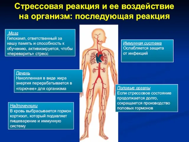 Стрессовая реакция и ее воздействие на организм: последующая реакция Мозг Гипокамп, ответственный