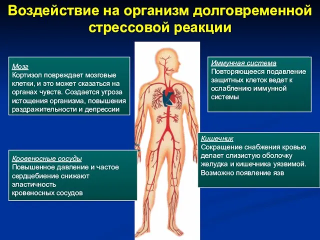 Воздействие на организм долговременной стрессовой реакции Мозг Кортизол повреждает мозговые клетки, и