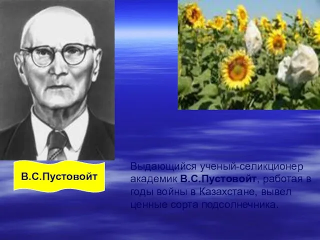 Выдающийся ученый-селикционер академик В.С.Пустовойт, работая в годы войны в Казахстане, вывел ценные сорта подсолнечника. В.С.Пустовойт