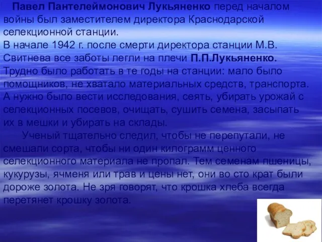 Павел Пантелеймонович Лукьяненко перед началом войны был заместителем директора Краснодарской селекционной станции.