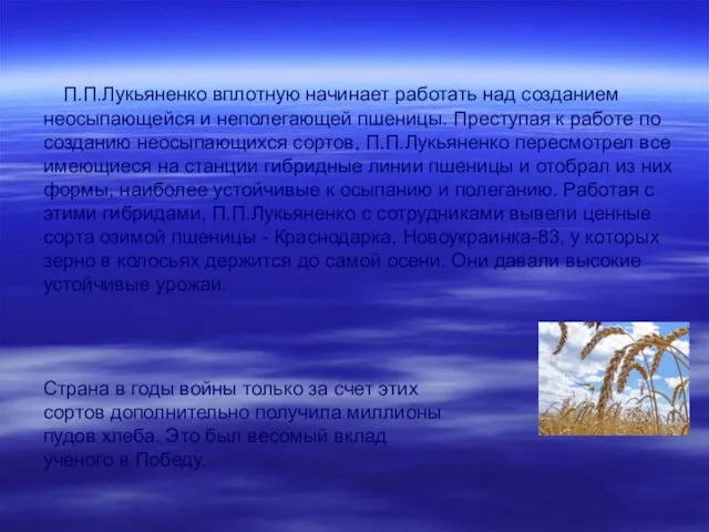 П.П.Лукьяненко вплотную начинает работать над созданием неосыпающейся и неполегающей пшеницы. Преступая к