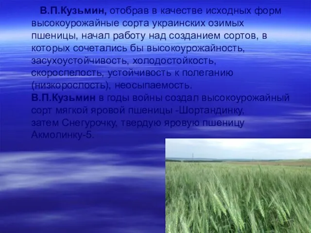 В.П.Кузьмин, отобрав в качестве исходных форм высокоурожайные сорта украинских озимых пшеницы, начал