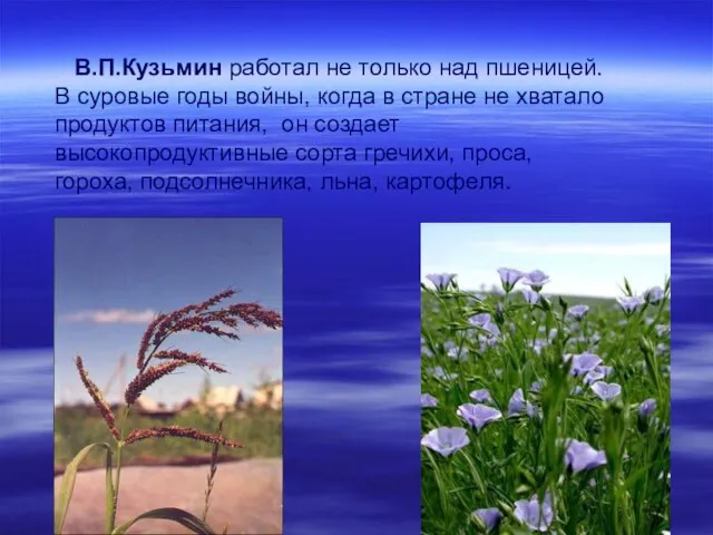 В.П.Кузьмин работал не только над пшеницей. В суровые годы войны, когда в