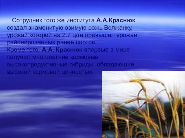 Сотрудник того же института А.А.Краснюк создал знаменитую озимую рожь Волжанку, урожай которой